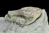 Crinoid (Glyptocrinus) Fossil - Maysville, Kentucky #136967-1